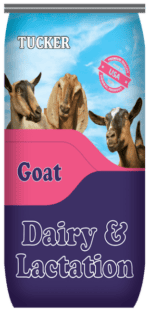 Dairy Goat